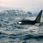 1 fjord and whale safari tour Fjord and Whale Safari Tour
