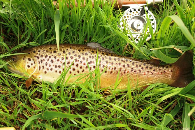 1 fly fishing for wild brown trout on lough corrib galway private ghillie Fly Fishing for Wild Brown Trout on Lough Corrib. Galway. Private Ghillie.