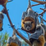 1 flying fox experience thousands of australias largest bat Flying Fox Experience, Thousands of Australias Largest Bat