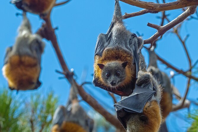 Flying Fox Experience, Thousands of Australias Largest Bat