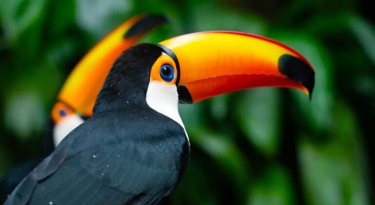 Foz Do Iguaçu: Bird Park Tour With Tickets