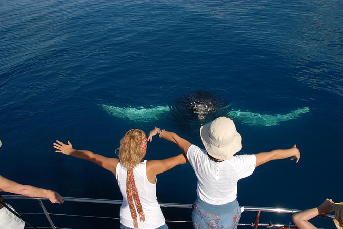Fraser Island Whale Watch Encounter