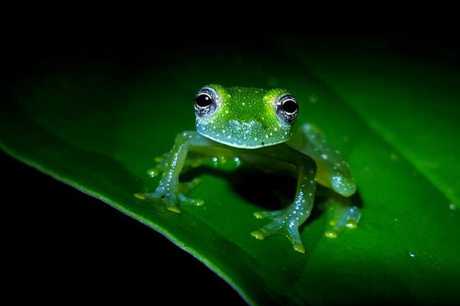 Frog Watching Jungle Night Walk