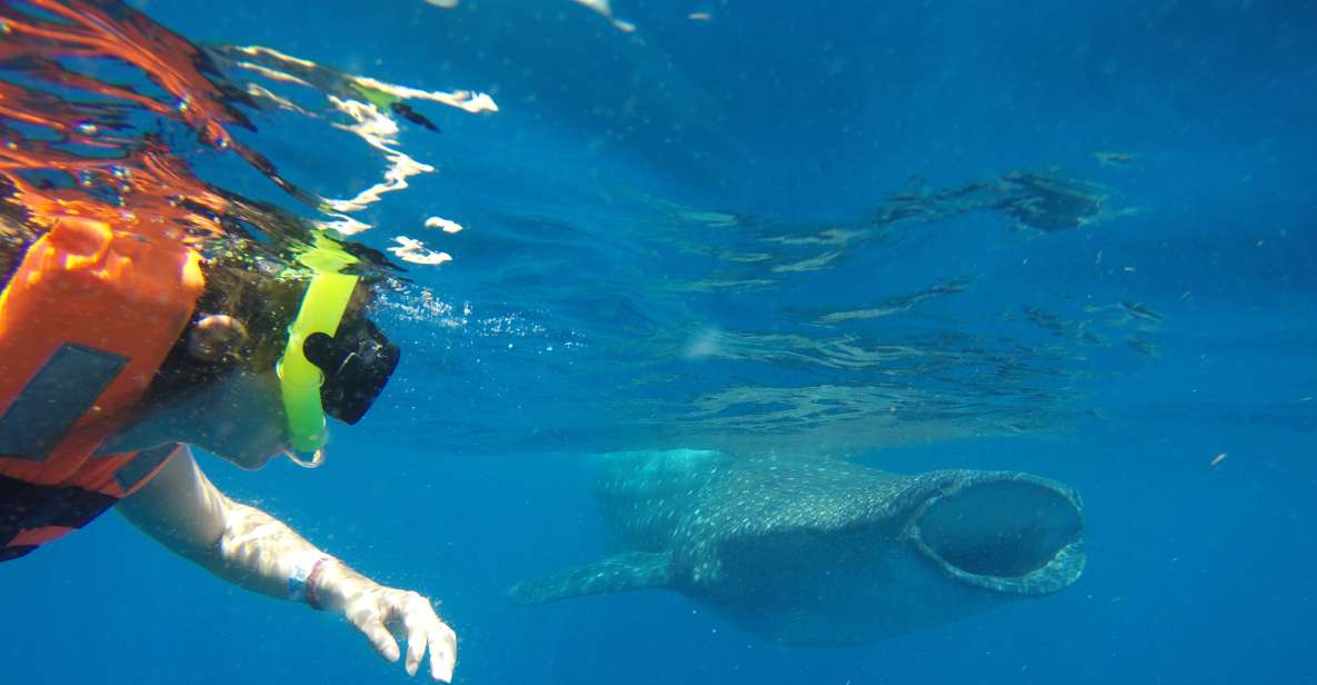 1 from akumal whale shark tour From Akumal: Whale Shark Tour