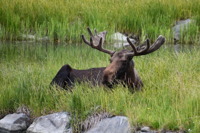 From Anchorage: Valley of Glaciers & Wildlife Center Tour