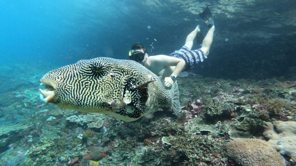 From Bali: Nusa Lembongan Snorkeling Mangrove and Land Tours