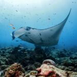 1 from bali swim with manta rays in nusa penida From Bali: Swim With Manta Rays in Nusa Penida