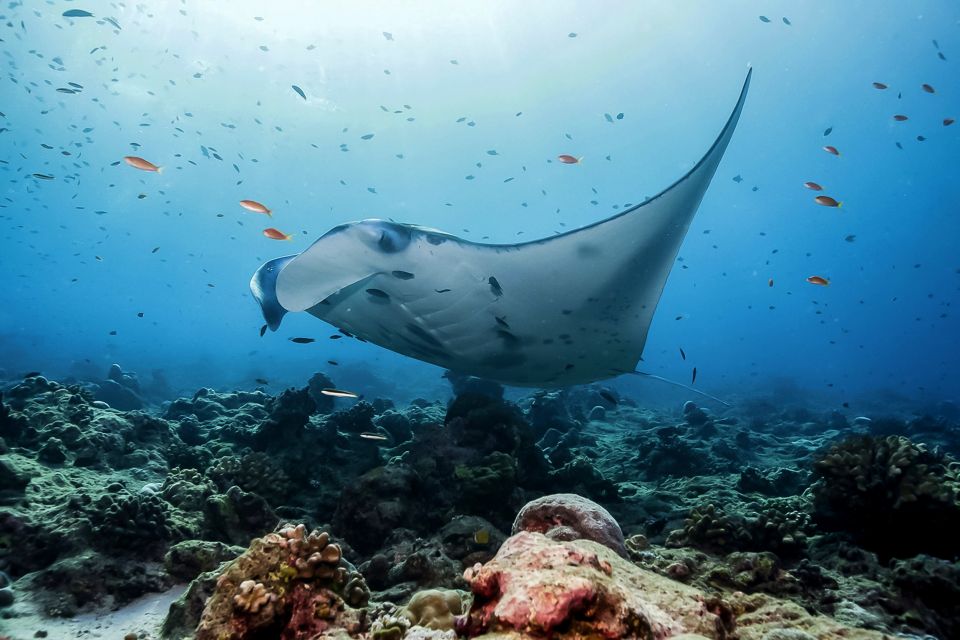 1 from bali swim with manta rays in nusa penida From Bali: Swim With Manta Rays in Nusa Penida