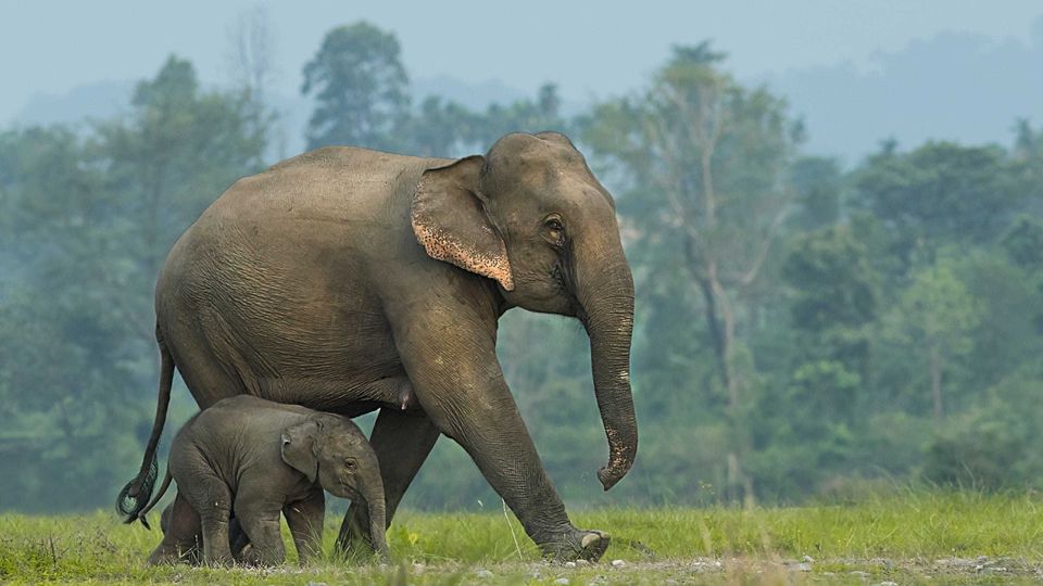 1 from bangkok elephantsworld kanchanaburi 2 day From Bangkok: ElephantsWorld Kanchanaburi 2-Day Experience