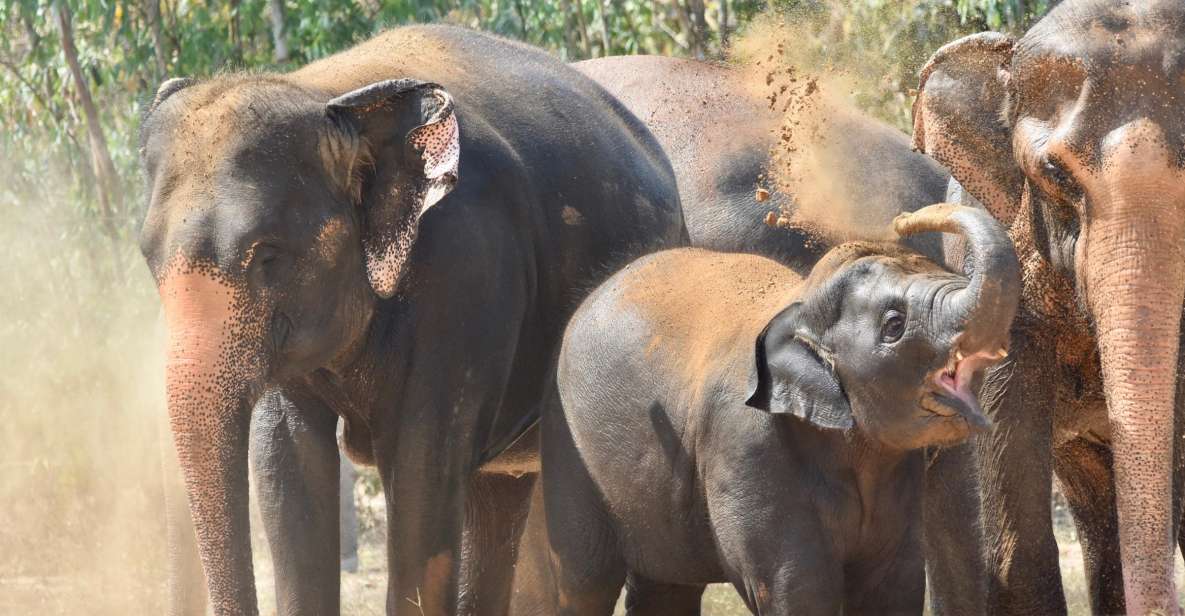 1 from bangkok wildlife rescue and elephant rescue tour From Bangkok: Wildlife Rescue and Elephant Rescue Tour