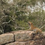 1 from bentota full day yala national park safari tour From Bentota: Full-Day Yala National Park Safari Tour