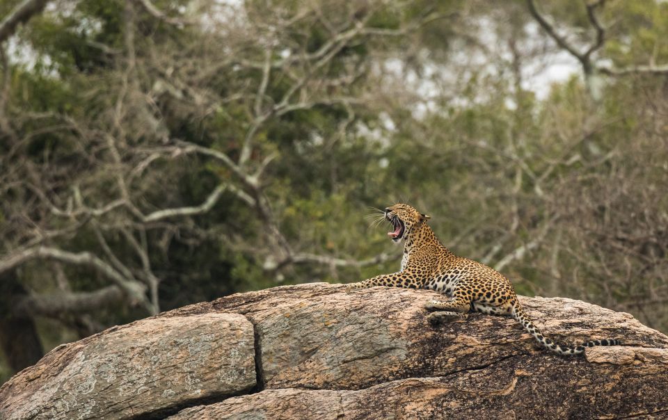 1 from bentota full day yala national park safari tour From Bentota: Full-Day Yala National Park Safari Tour