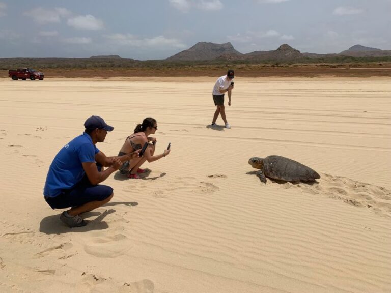 From Boa Vista: Turtle Watching and Nesting Evening Tour