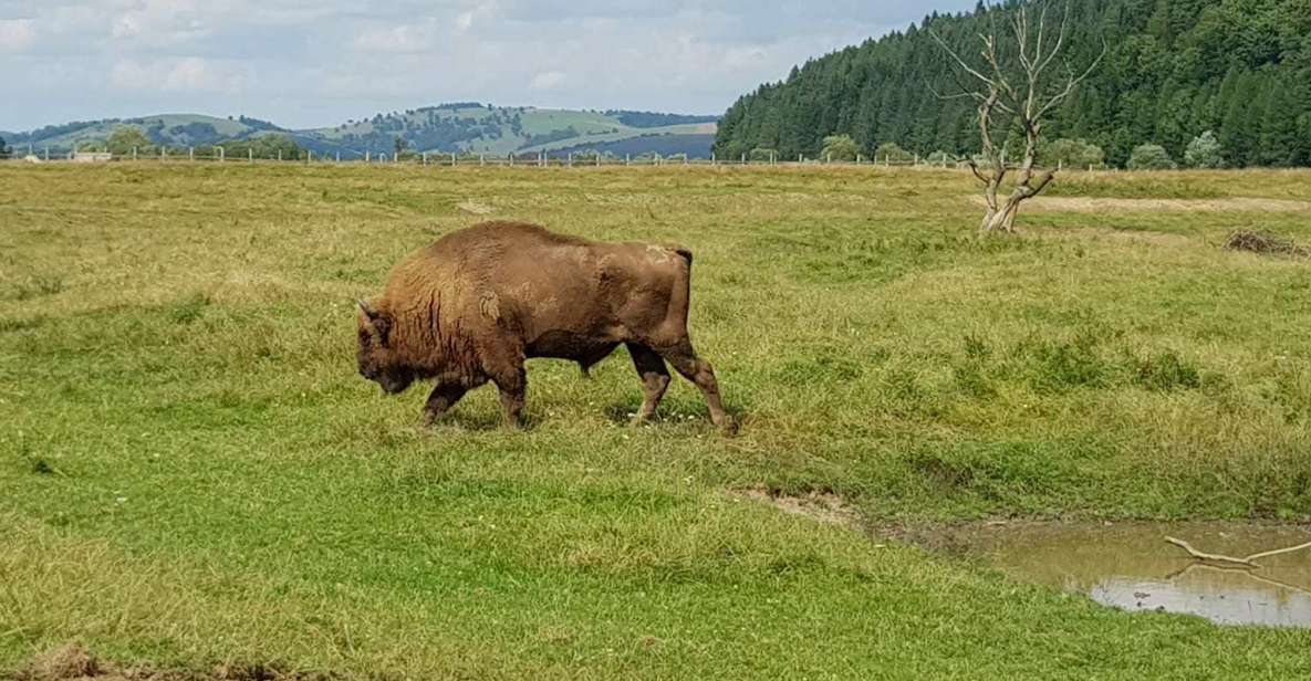 From Brasov: Day Trip to Bison Reserve & Traditional Lunch - Additional Information