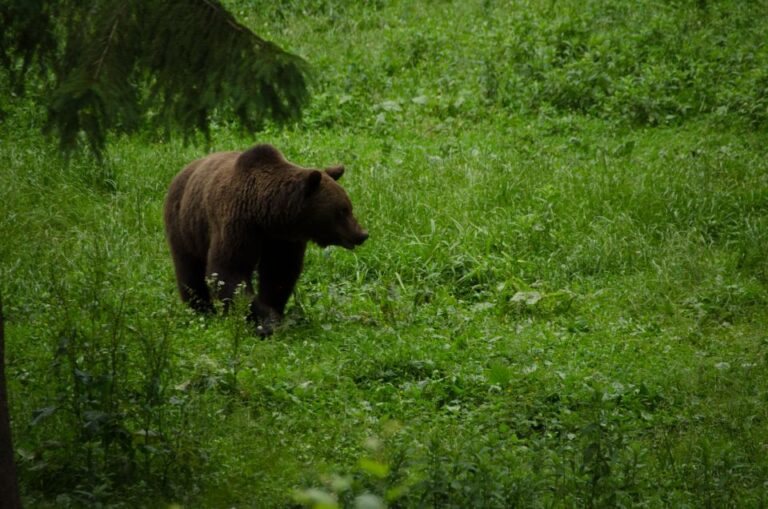 From Brasov: Small-Group Bear Watching Experience