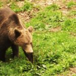 1 from brasov small group brown bear watching tour From Brasov: Small-Group Brown Bear Watching Tour