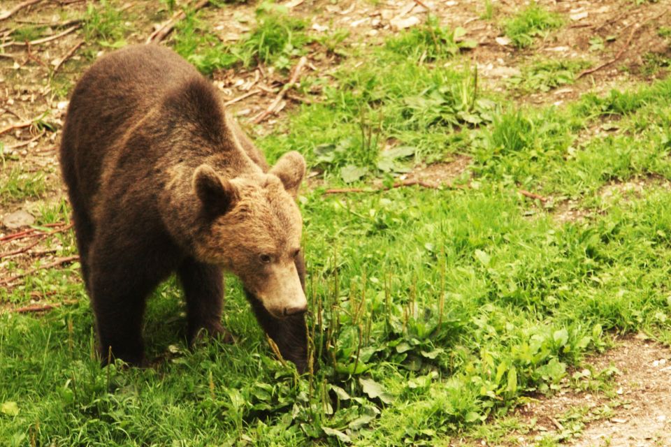 1 from brasov small group brown bear watching tour From Brasov: Small-Group Brown Bear Watching Tour