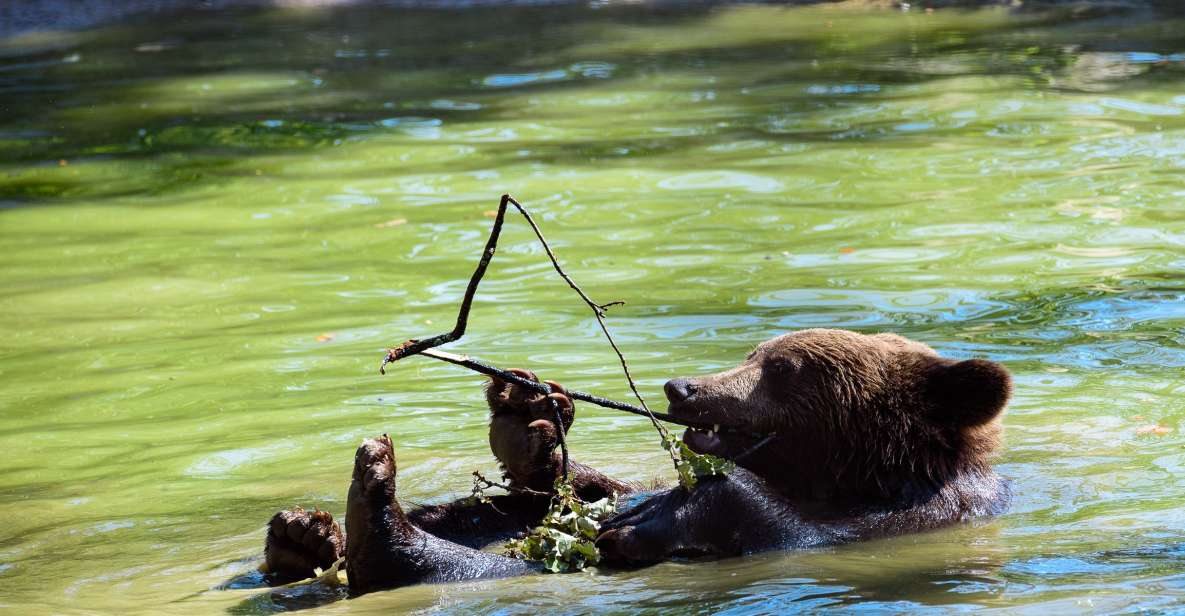 From Bucharest: Bear Sanctuary and Dracula Castle Day Tour - Engaging Activities on the Tour