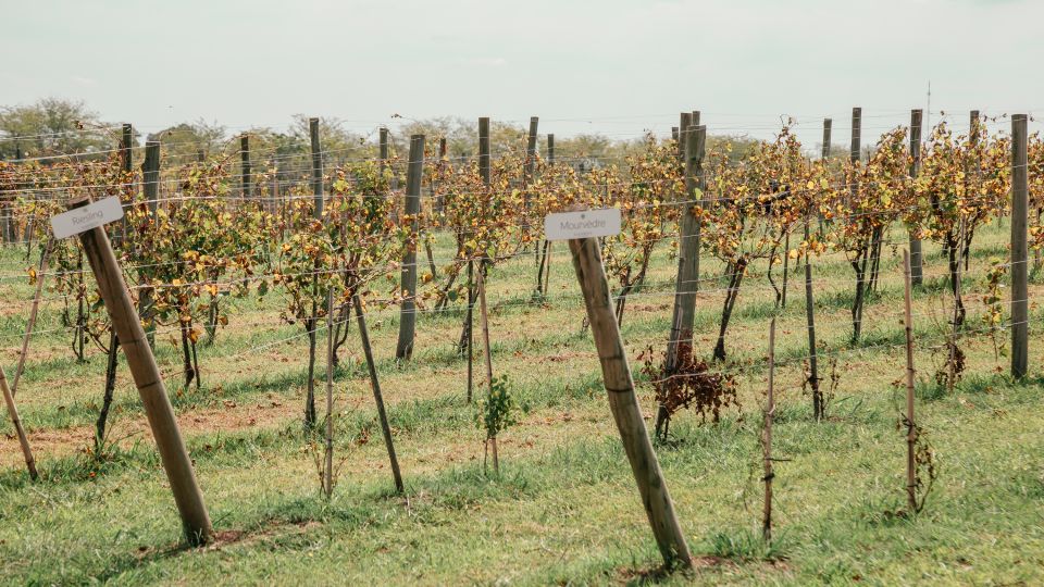 1 from buenos aires vineyard tour with wine tasting and lunch From Buenos Aires: Vineyard Tour With Wine Tasting and Lunch