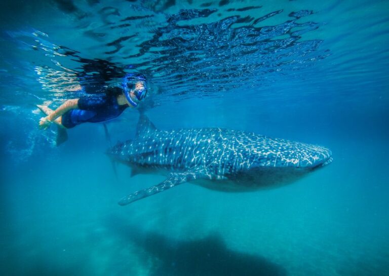 From Cabo: Snorkel With Whale Sharks in La Paz