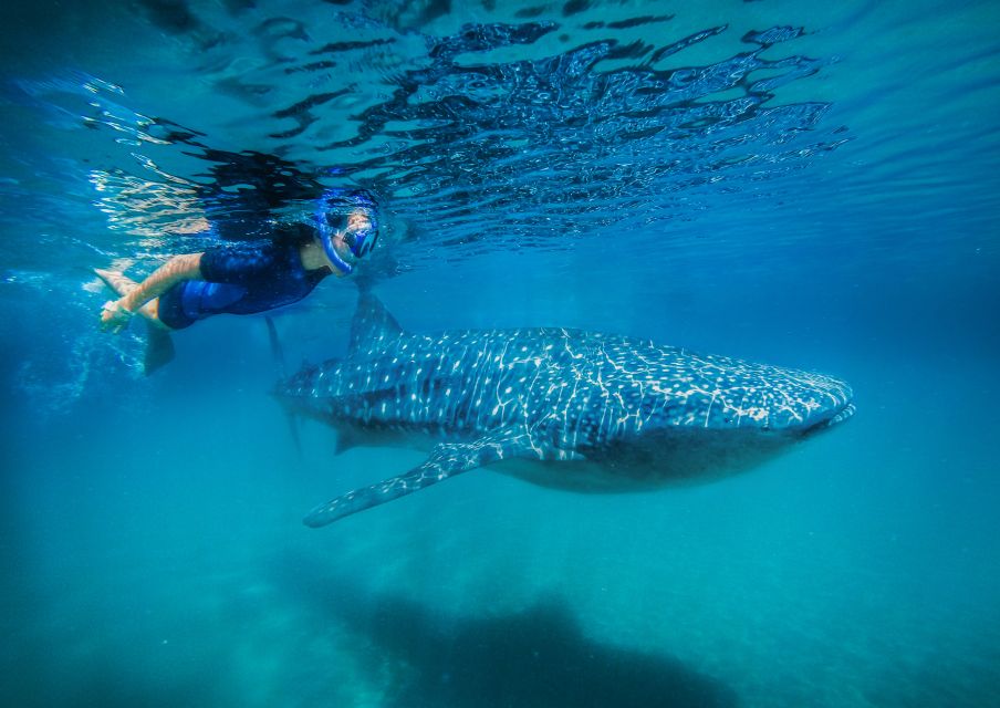 1 from cabo snorkel with whale sharks in la paz From Cabo: Snorkel With Whale Sharks in La Paz