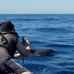 1 from calheta madeira whale and dolphin watching boat tour From Calheta: Madeira Whale and Dolphin Watching Boat Tour