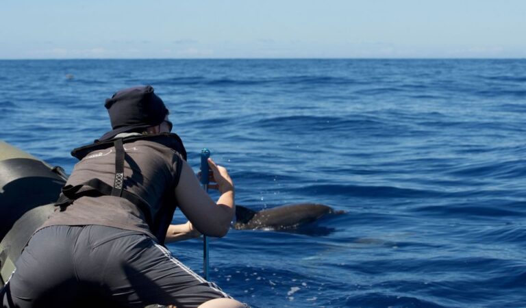 From Calheta: Madeira Whale and Dolphin Watching Boat Tour