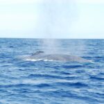 1 from calheta whale and dolphin watching rib boat tour From Calheta: Whale and Dolphin Watching RIB Boat Tour