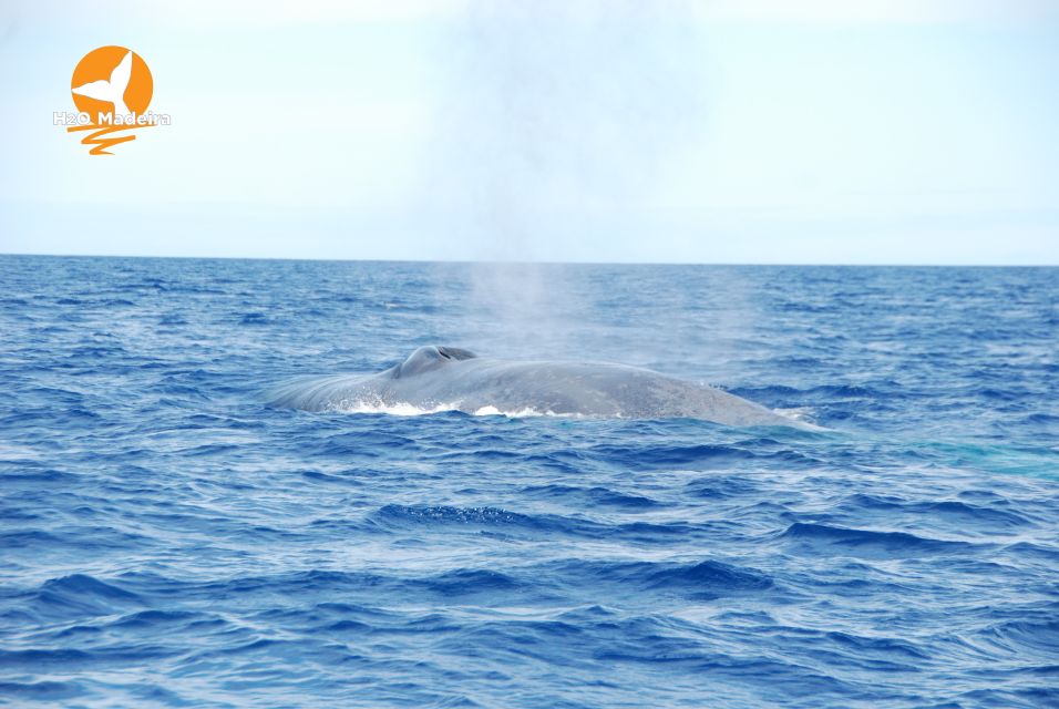 1 from calheta whale and dolphin watching rib boat tour From Calheta: Whale and Dolphin Watching RIB Boat Tour