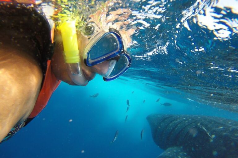 From Cancún: Half-Day Snorkeling With Whale Sharks
