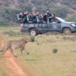 1 from cape town 2 day safari at garden route game lodge From Cape Town: 2-Day Safari at Garden Route Game Lodge