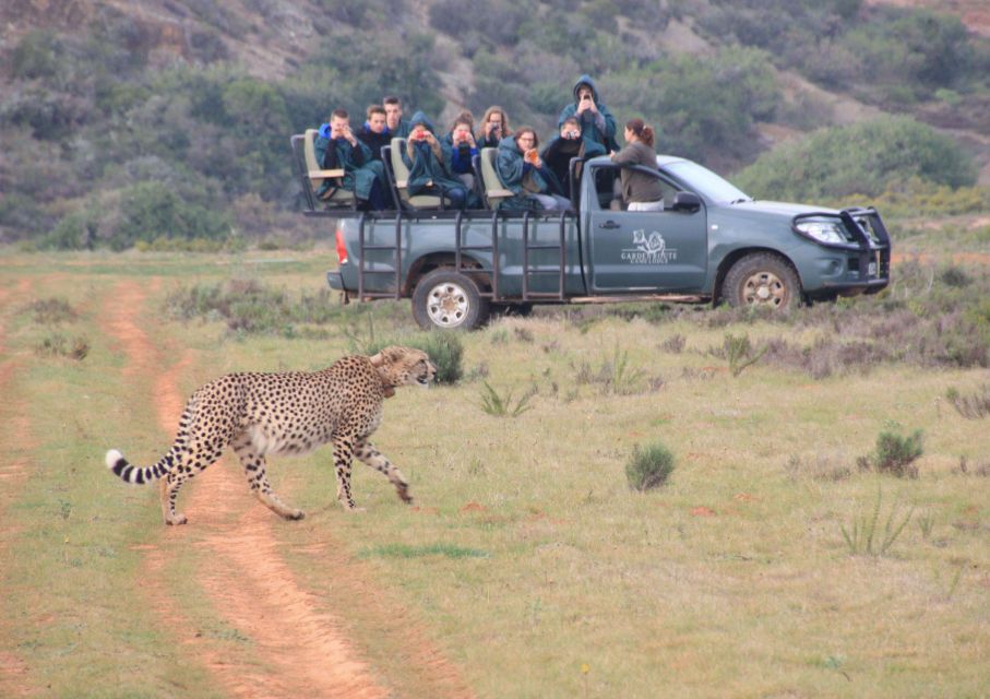 1 from cape town 2 day safari at garden route game lodge From Cape Town: 2-Day Safari at Garden Route Game Lodge