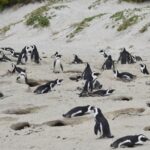 1 from cape town cape peninsula boulders penguin beach tour From Cape Town: Cape Peninsula & Boulders Penguin Beach Tour