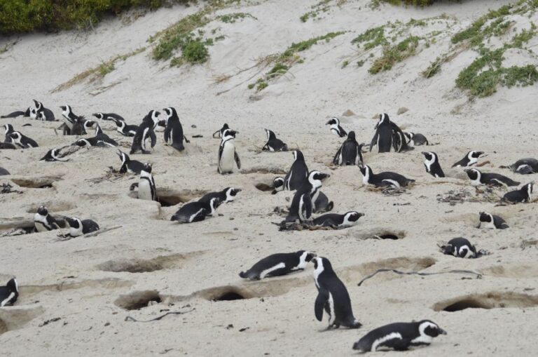 From Cape Town: Cape Peninsula & Boulders Penguin Beach Tour