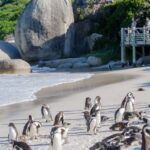 1 from cape town cape point and boulders beach full day tour From Cape Town: Cape Point and Boulders Beach Full-Day Tour