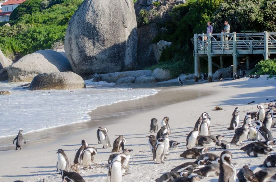 From Cape Town: Cape Point and Boulders Beach Full-Day Tour