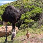 1 from cape town cape point boulders beach full day tour From Cape Town: Cape Point & Boulders Beach Full-Day Tour