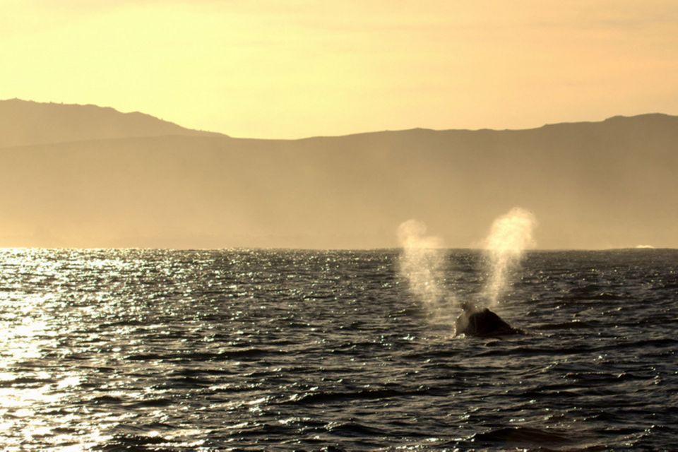 1 from cape town hermanus whale watching boat trip From Cape Town: Hermanus Whale Watching Boat Trip