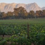 1 from cape town stellenbosch wineries with tastings From Cape Town: Stellenbosch Wineries With Tastings