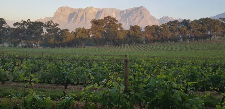 From Cape Town: Stellenbosch Wineries With Tastings