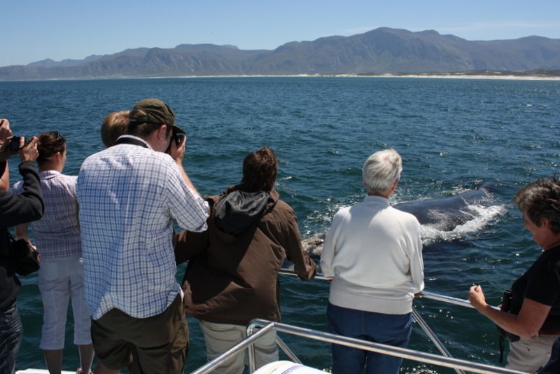 1 from cape town whale watching tour in hermanus and gansbaai From Cape Town: Whale Watching Tour in Hermanus and Gansbaai