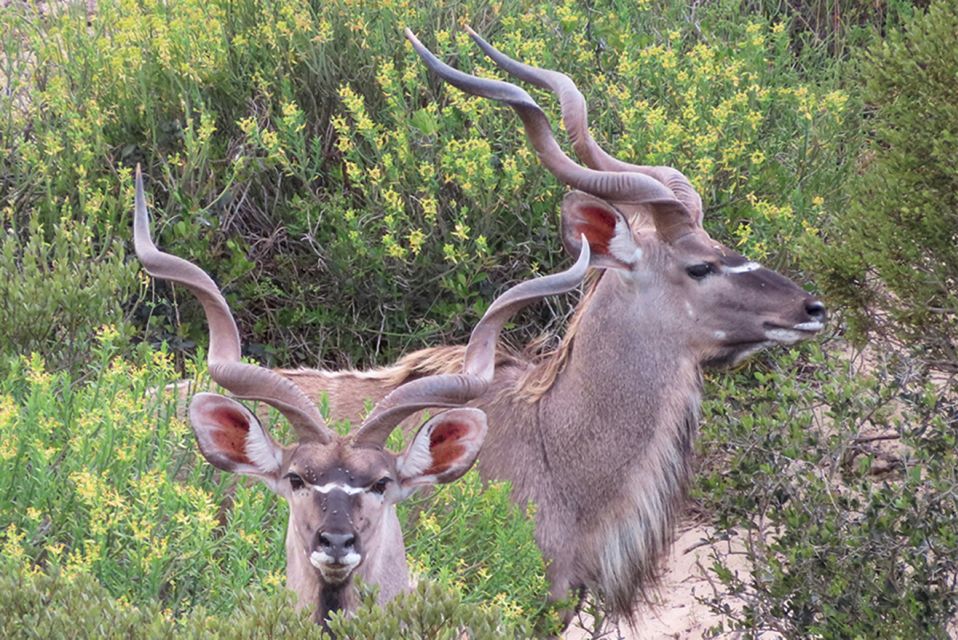 1 from cape town wildlife safari olive beer wine tasting From Cape Town: Wildlife Safari, Olive, Beer & Wine Tasting