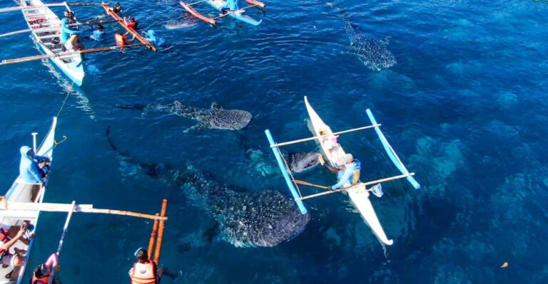 From Cebu City: Scuba Diving With Whale Sharks Trip in Oslob