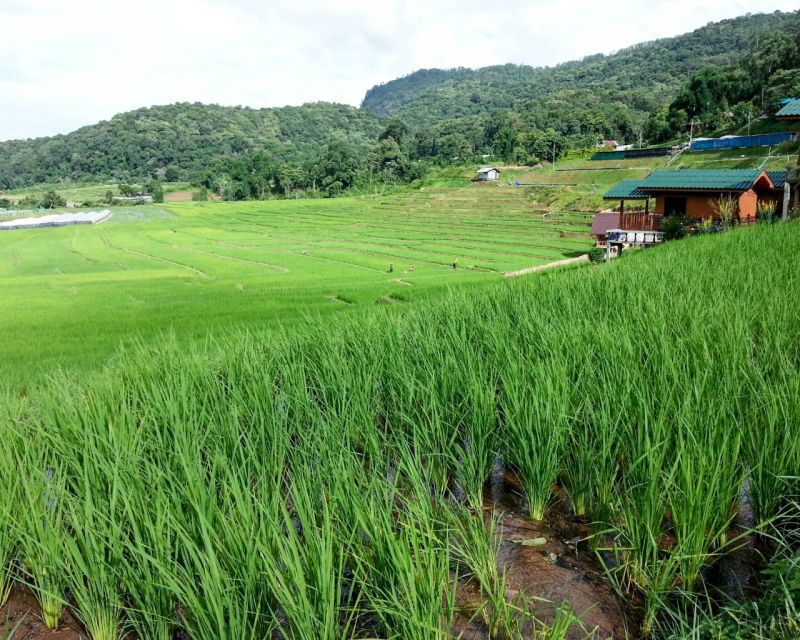 1 from chiang mai doi inthanon national park day trip hike From Chiang Mai: Doi Inthanon National Park Day Trip & Hike