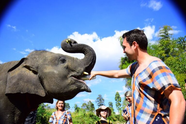 From Chiang Mai: Elephant Care Program and Nursery Tour