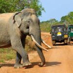 1 from colombo 2 day tour with jungle trek national park From Colombo: 2-Day Tour With Jungle Trek & National Park