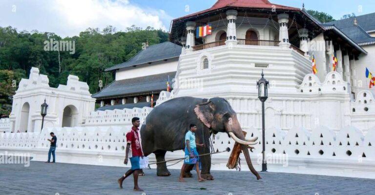 From Colombo: Kandy, Pinnawala and Tea Factory Full-Day Trip