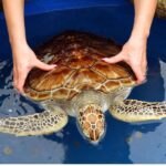 1 from colombo madu river safari turtle hatchery visit From Colombo: Madu River Safari & Turtle Hatchery Visit