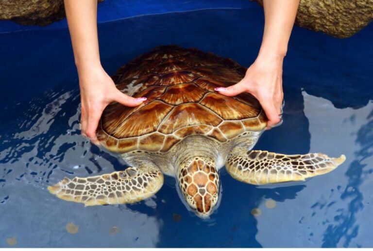 From Colombo: Madu River Safari & Turtle Hatchery Visit