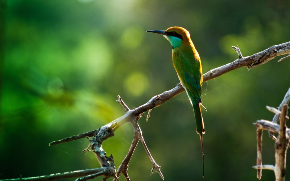 1 from colombo muthurajawela sanctuary bird watching tour From Colombo: Muthurajawela Sanctuary Bird Watching Tour